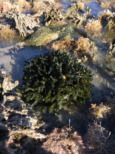 Codium taylorii — photo