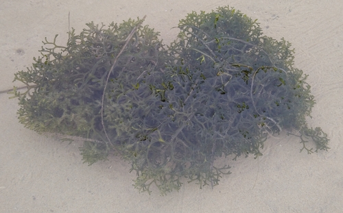 Codium tenue (Papu-lo) — photo