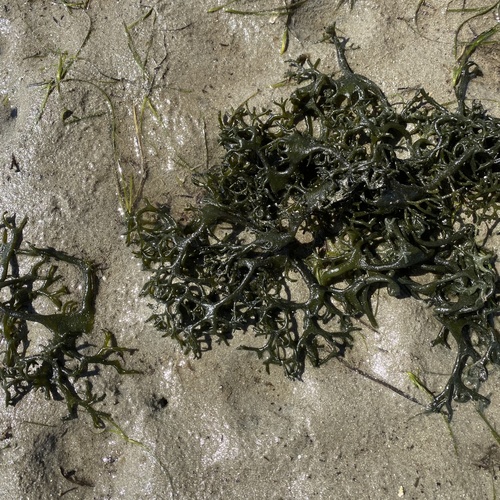 Codium tenue (Papu-lo) — photo