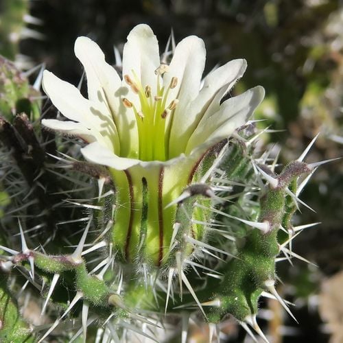 Codon royenii