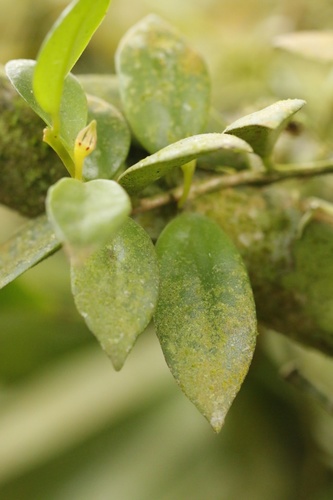 Codonanthe crassifolia — photo