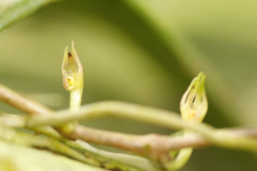 Codonanthe crassifolia — photo