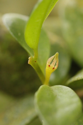 Codonanthe crassifolia
