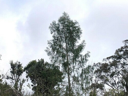 Codonocarpus attenuatus (Bell fruit tree) — photo