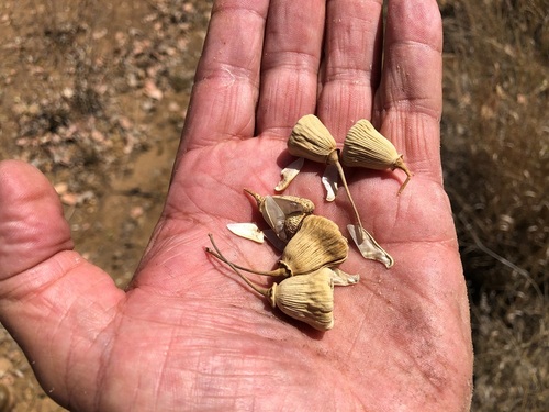 Codonocarpus attenuatus (Bell fruit tree) — photo