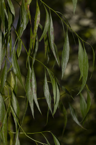Codonocarpus attenuatus
