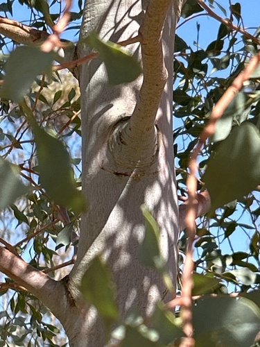 Codonocarpus cotinifolius (Desert poplar) — photo