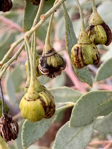 Codonocarpus cotinifolius (Desert poplar) — photo