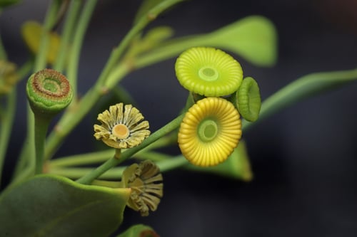 Gyrostemonaceae