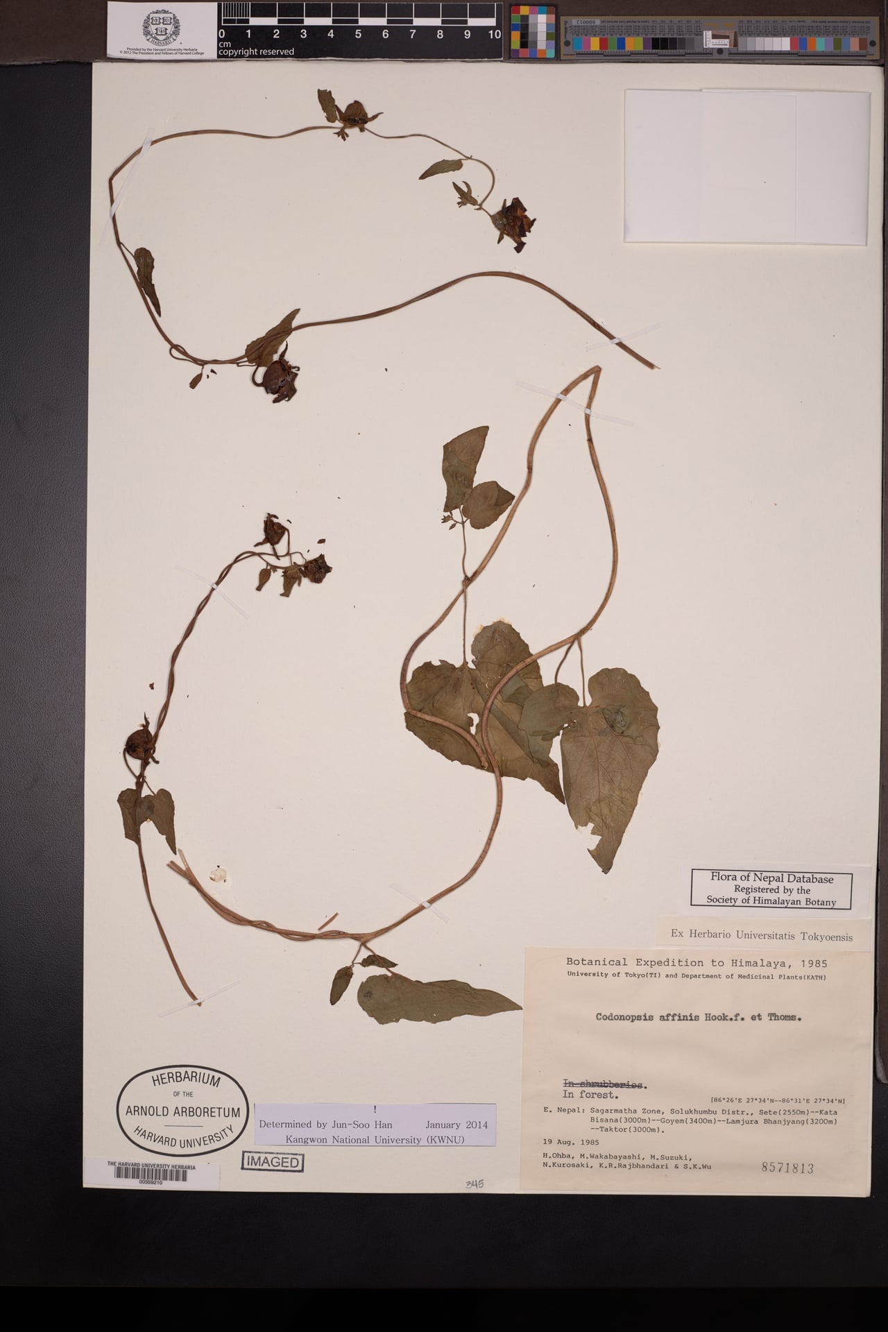 Codonopsis affinis — photo