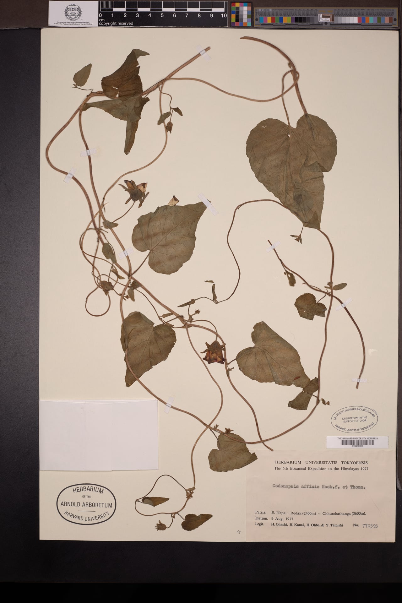 Codonopsis affinis — photo