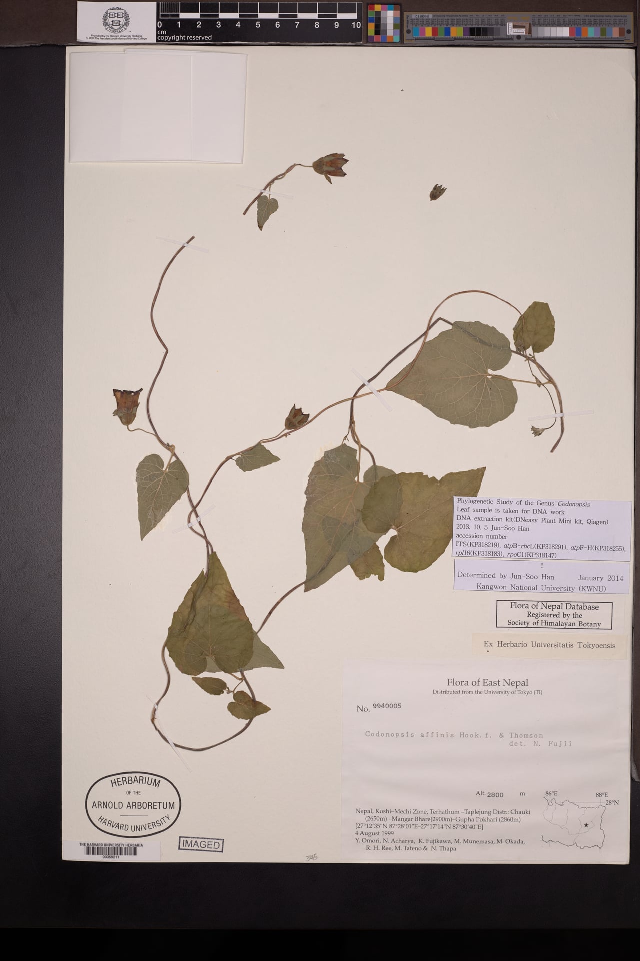 Codonopsis affinis