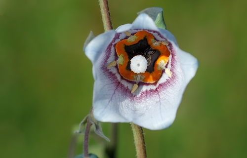 Codonopsis clematidea — photo