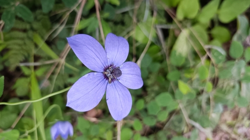 Codonopsis convolvulacea — photo