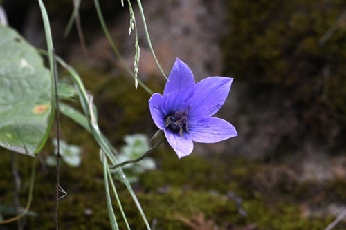 Codonopsis convolvulacea — photo