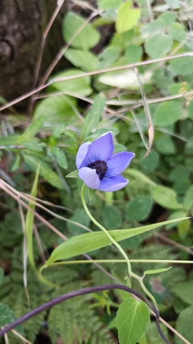 Codonopsis convolvulacea