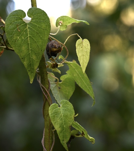 Codonopsis inflata — photo