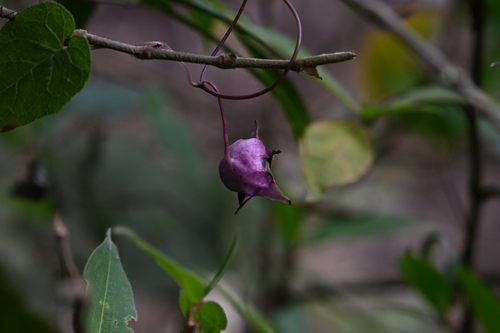Codonopsis inflata