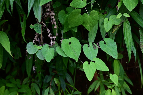Codonopsis javanica — photo