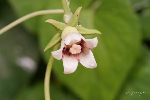 Codonopsis javanica — photo