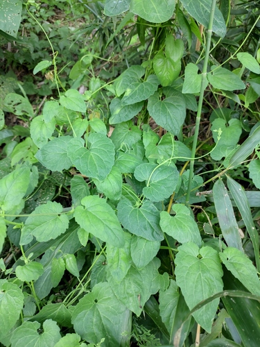 Codonopsis javanica