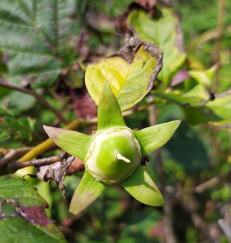 Codonopsis lanceolata (Mountain periwinkle) — photo