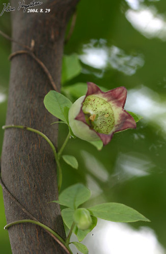Codonopsis lanceolata (Mountain periwinkle) — photo