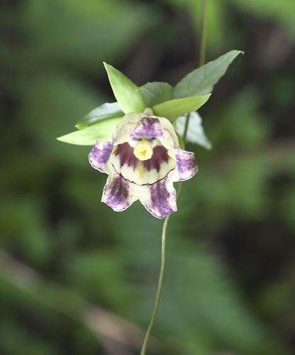 Codonopsis lanceolata
