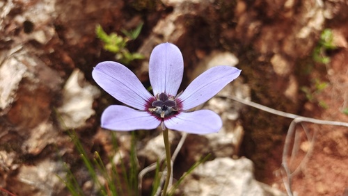 Codonopsis limprichtii