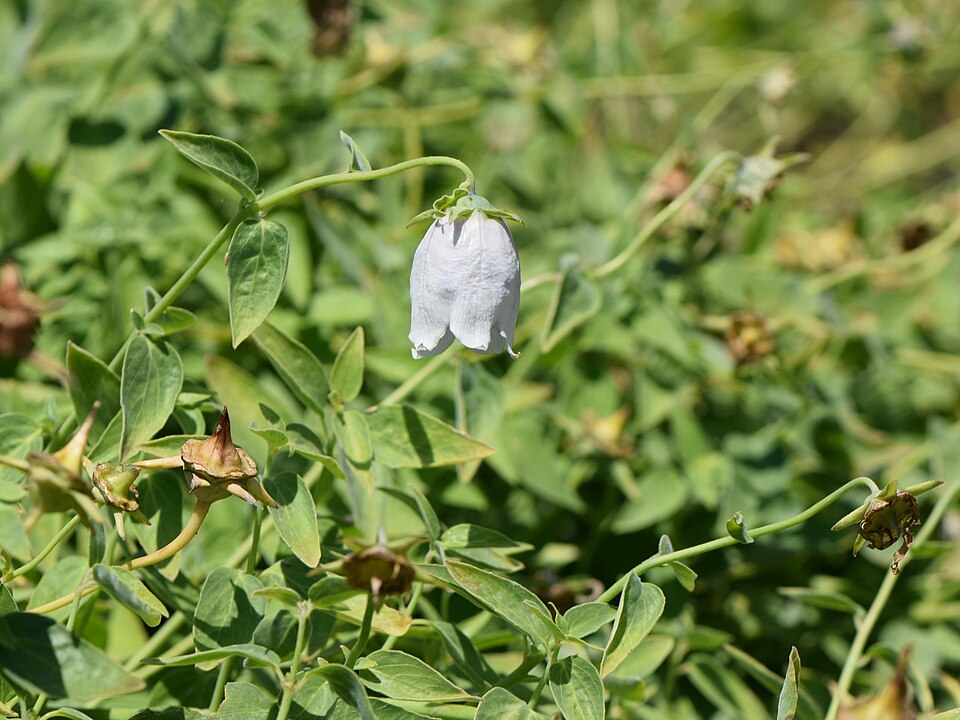 Codonopsis ovata (Luduti) — photo
