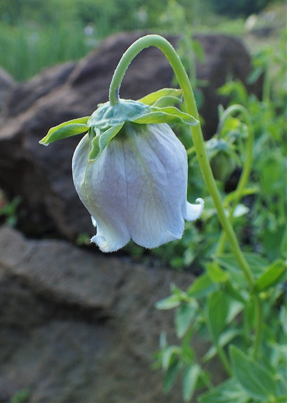Codonopsis ovata