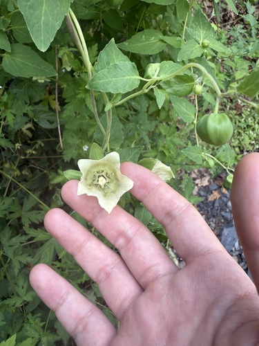 Codonopsis pilosula (Bastard ginseng) — photo