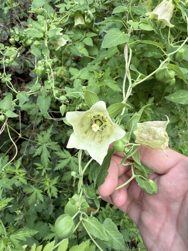 Codonopsis pilosula (Bastard ginseng) — photo