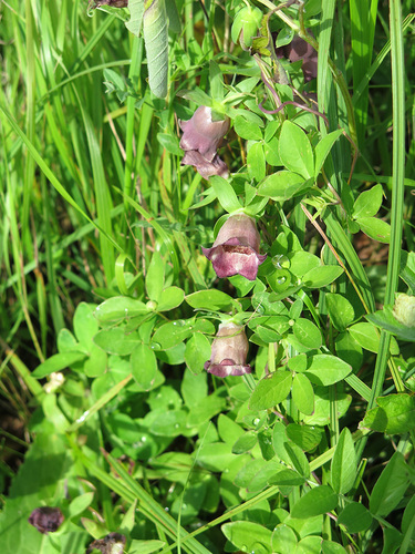 Codonopsis ussuriensis