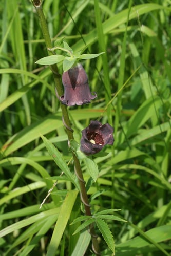 Codonopsis ussuriensis — photo