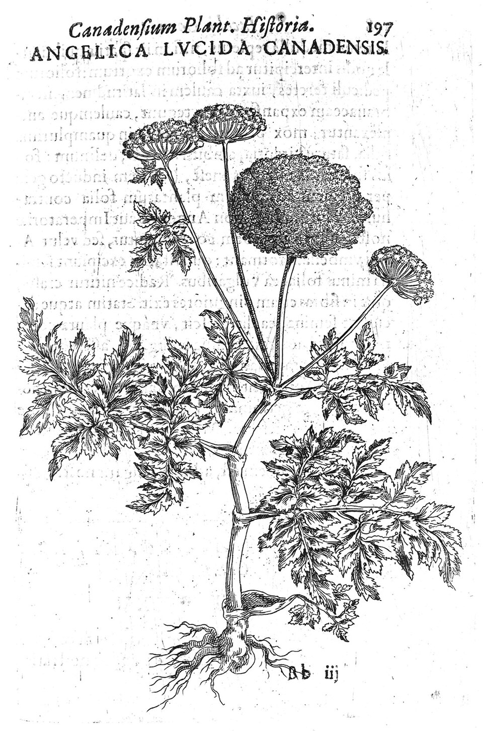 Coelopleurum gmelinii (Seacoast Angelica) — photo