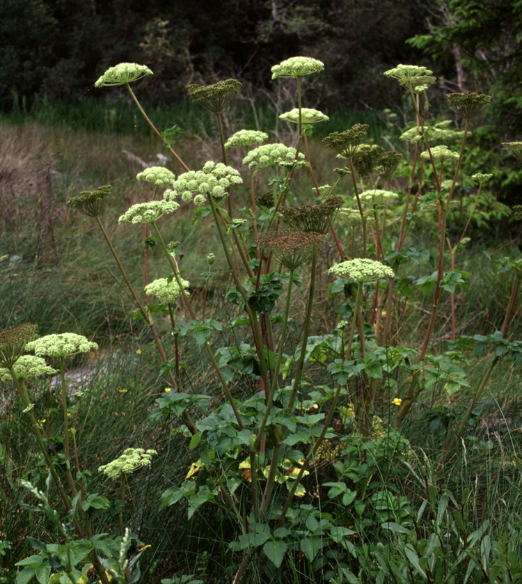 Coelopleurum gmelinii