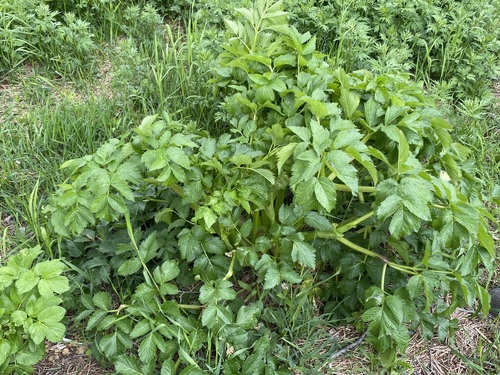 Coelopleurum lucidum
