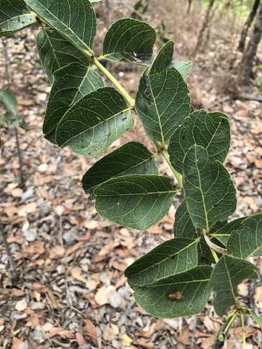 Coelospermum reticulatum (Medicine Bush) — photo