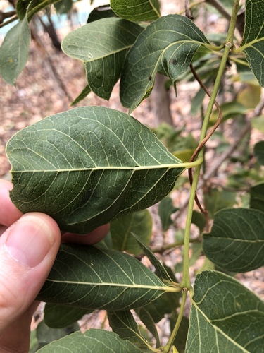 Coelospermum reticulatum (Medicine Bush) — photo
