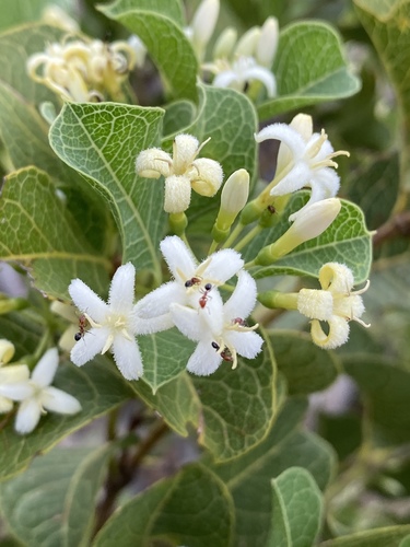 Coelospermum reticulatum
