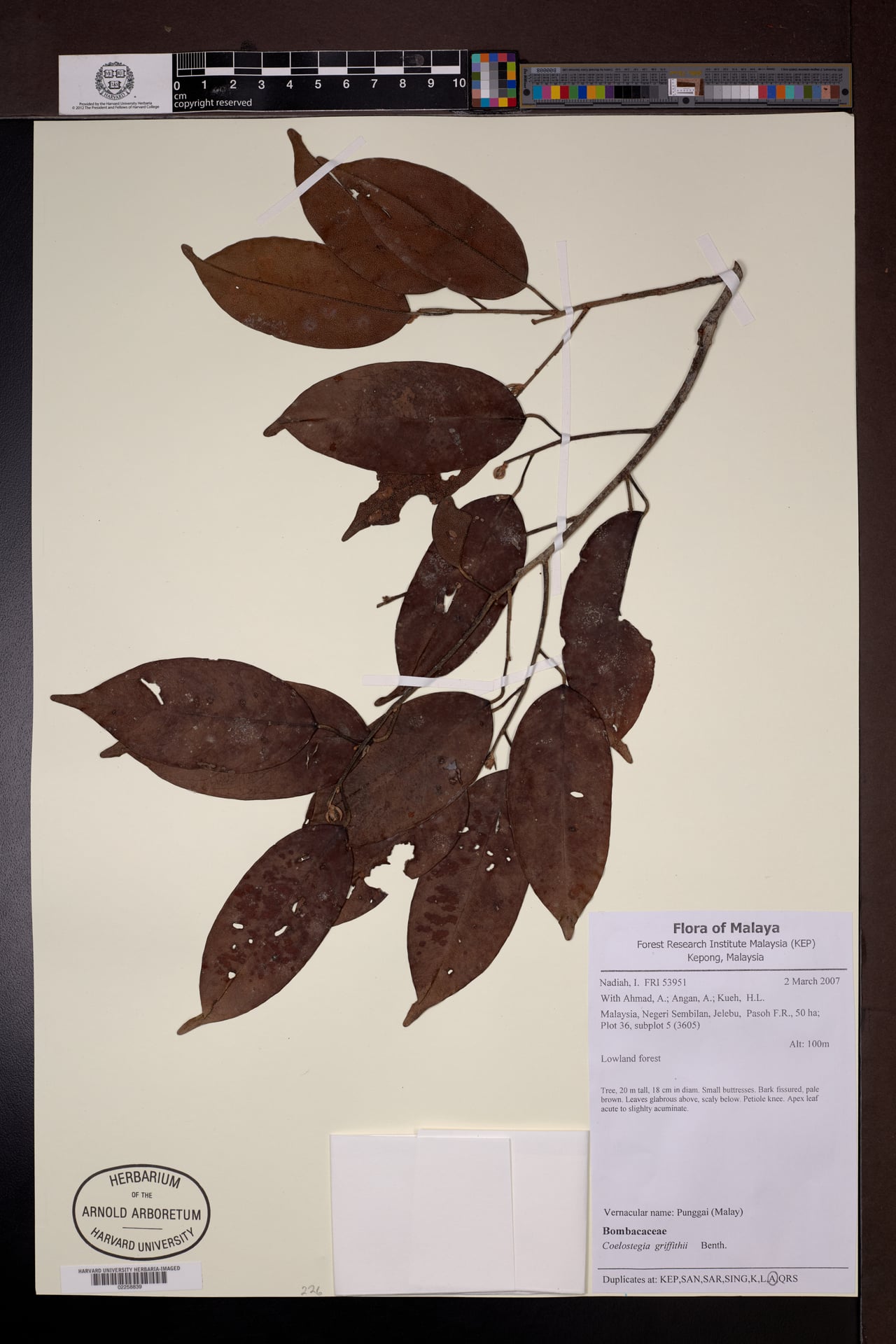 Coelostegia griffithii — photo