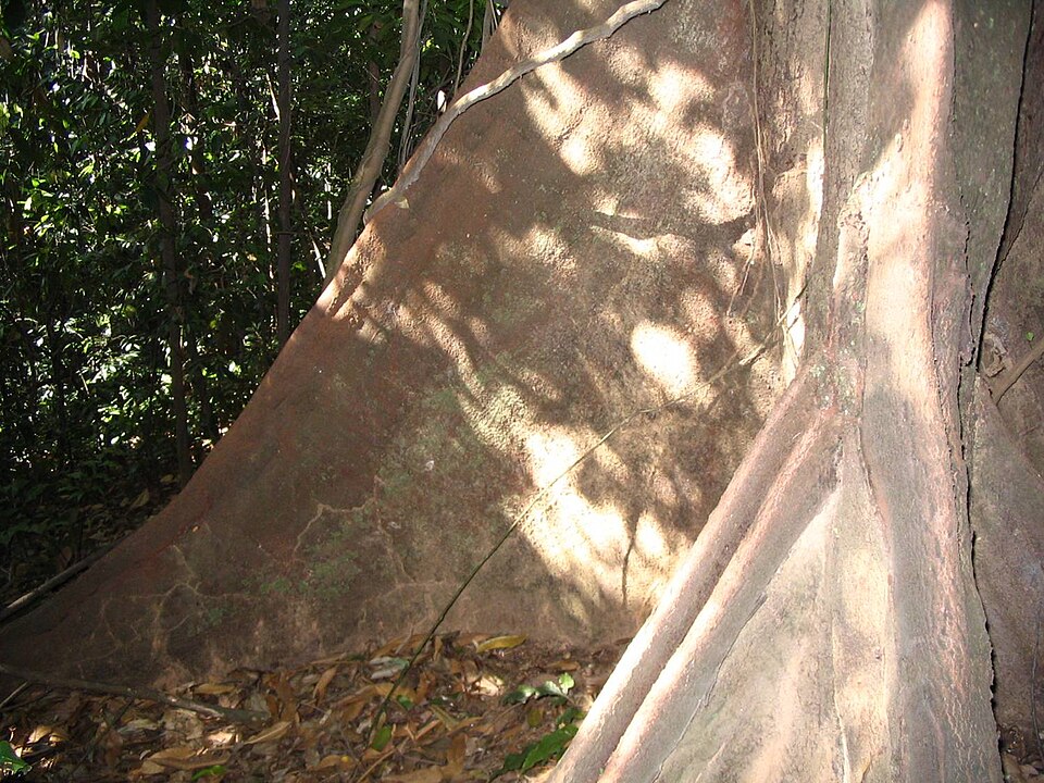 Coelostegia griffithii