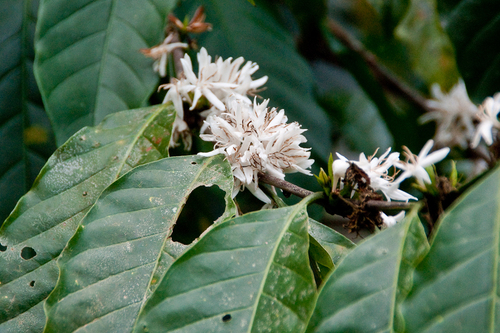 Coffea arabica (Arabian coffee) — photo