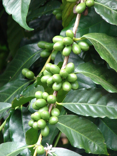 Coffea arabica (Arabian coffee) — photo