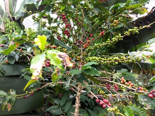 Coffea canephora (Coffee (Robusta)) — photo