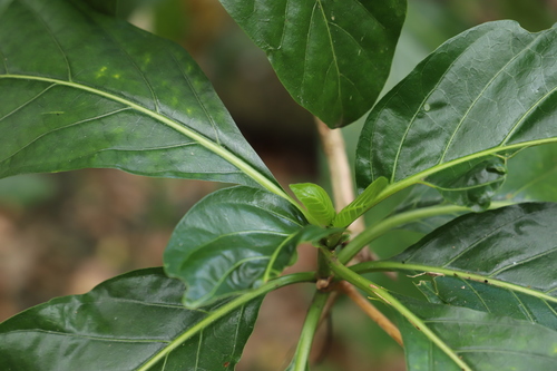 Coffea canephora (Coffee (Robusta)) — photo