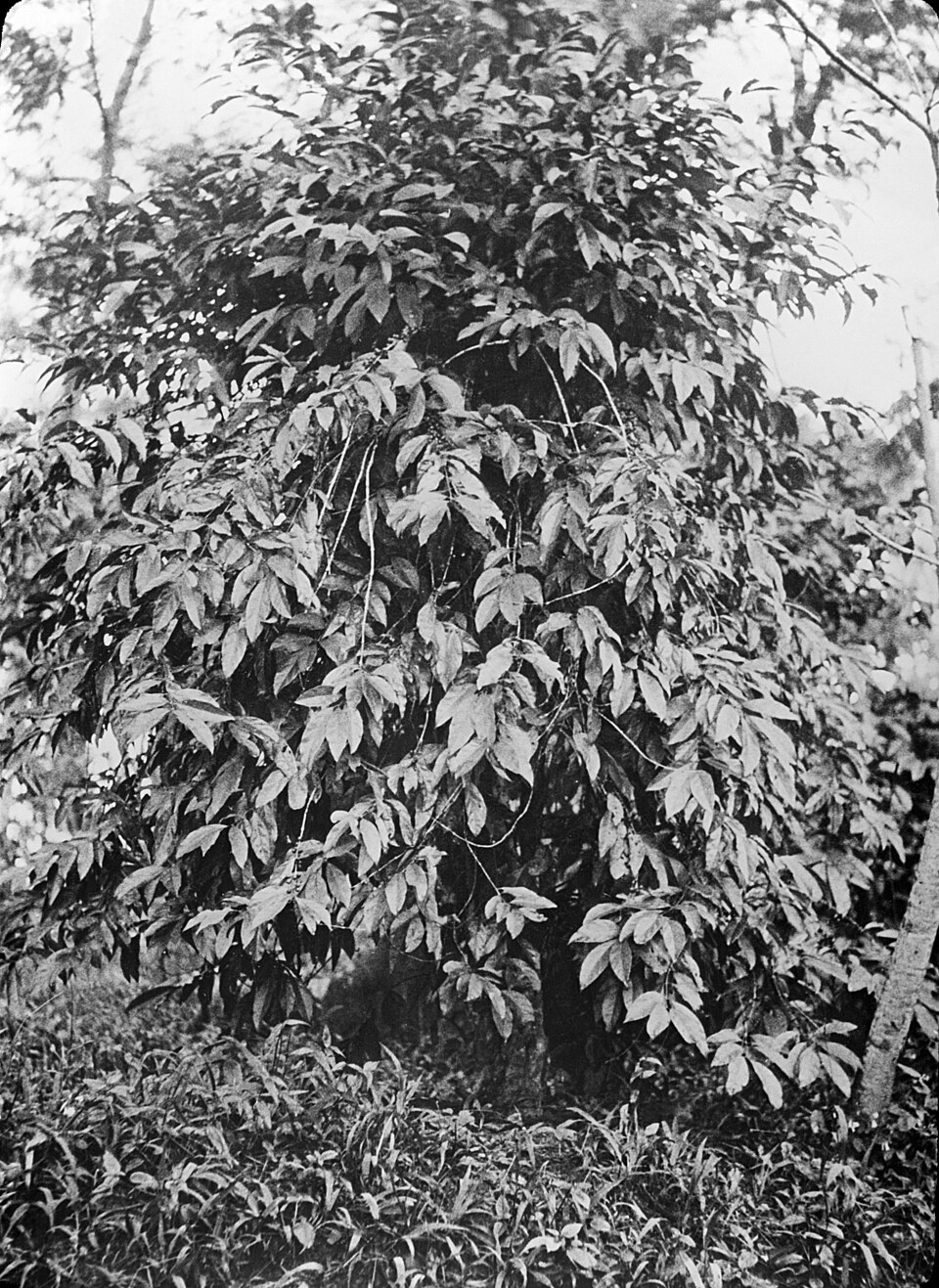 Coffea congensis (Congo coffee) — photo