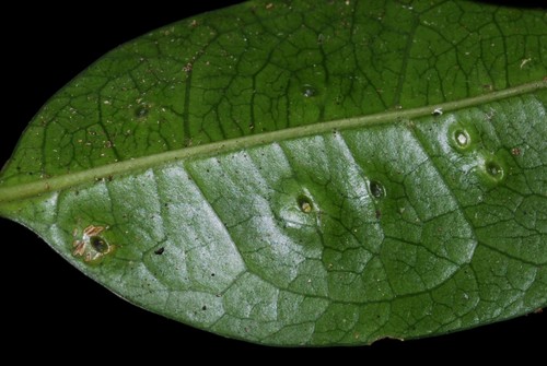 Coffea humblotiana — photo