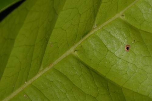 Coffea humblotiana